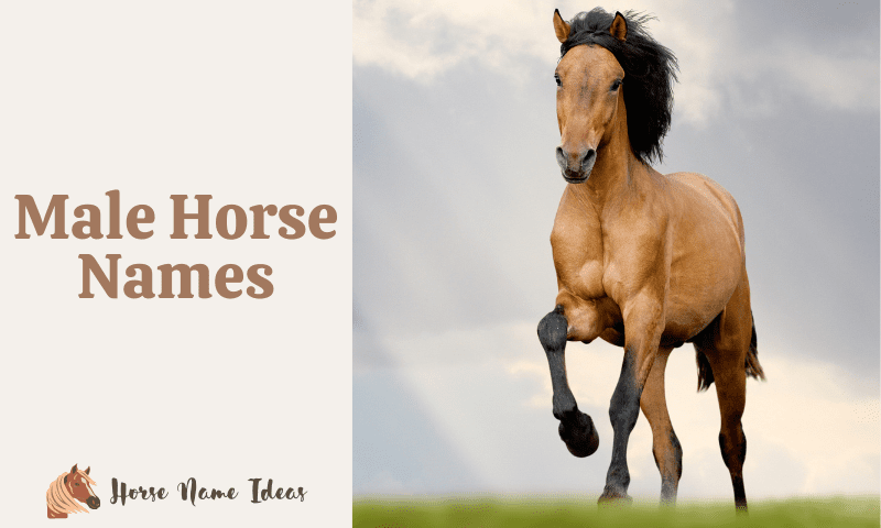 700 Male Horse Names - HorseNameIdeas.com