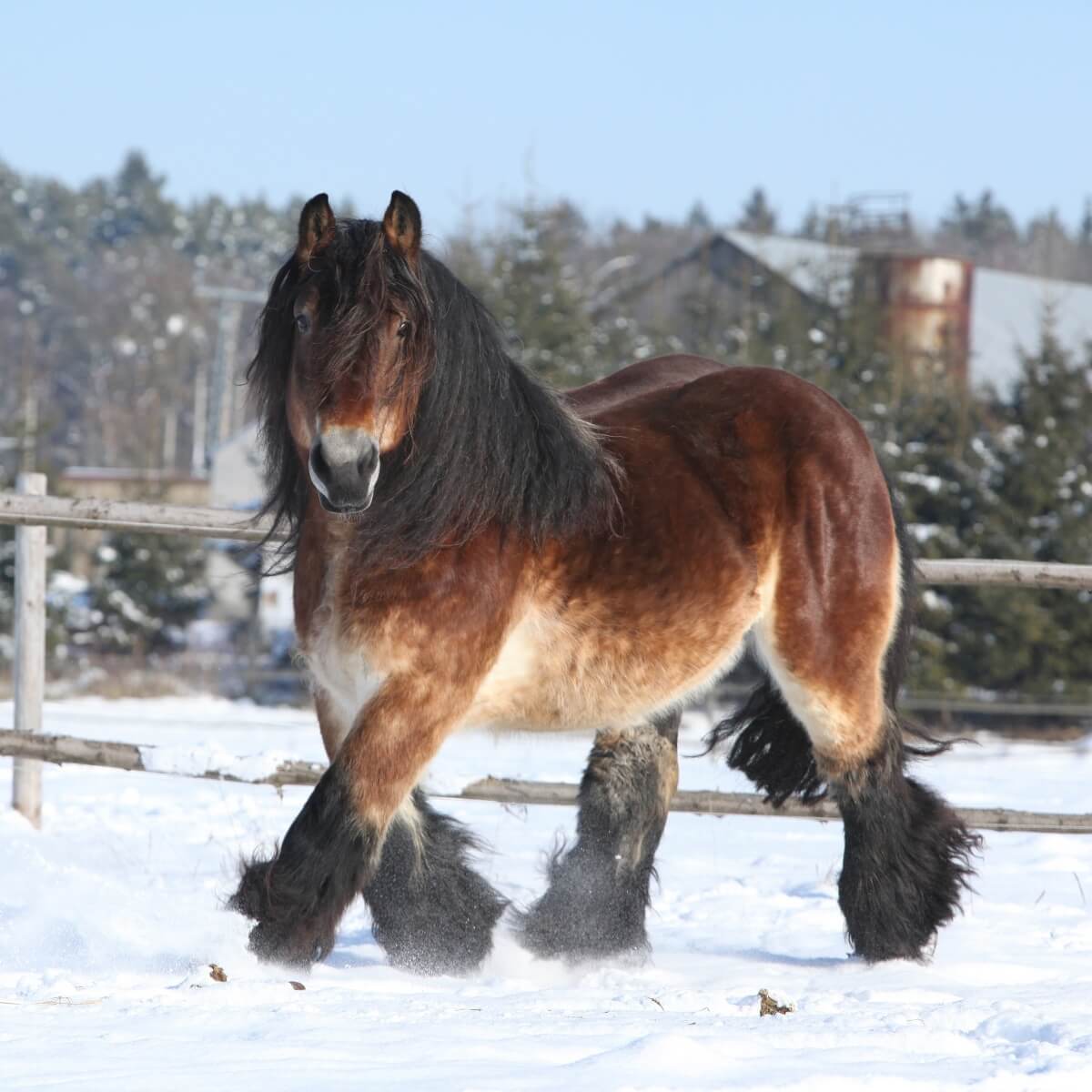 Top 30+ Images how much is a dutch draft horse Excellent