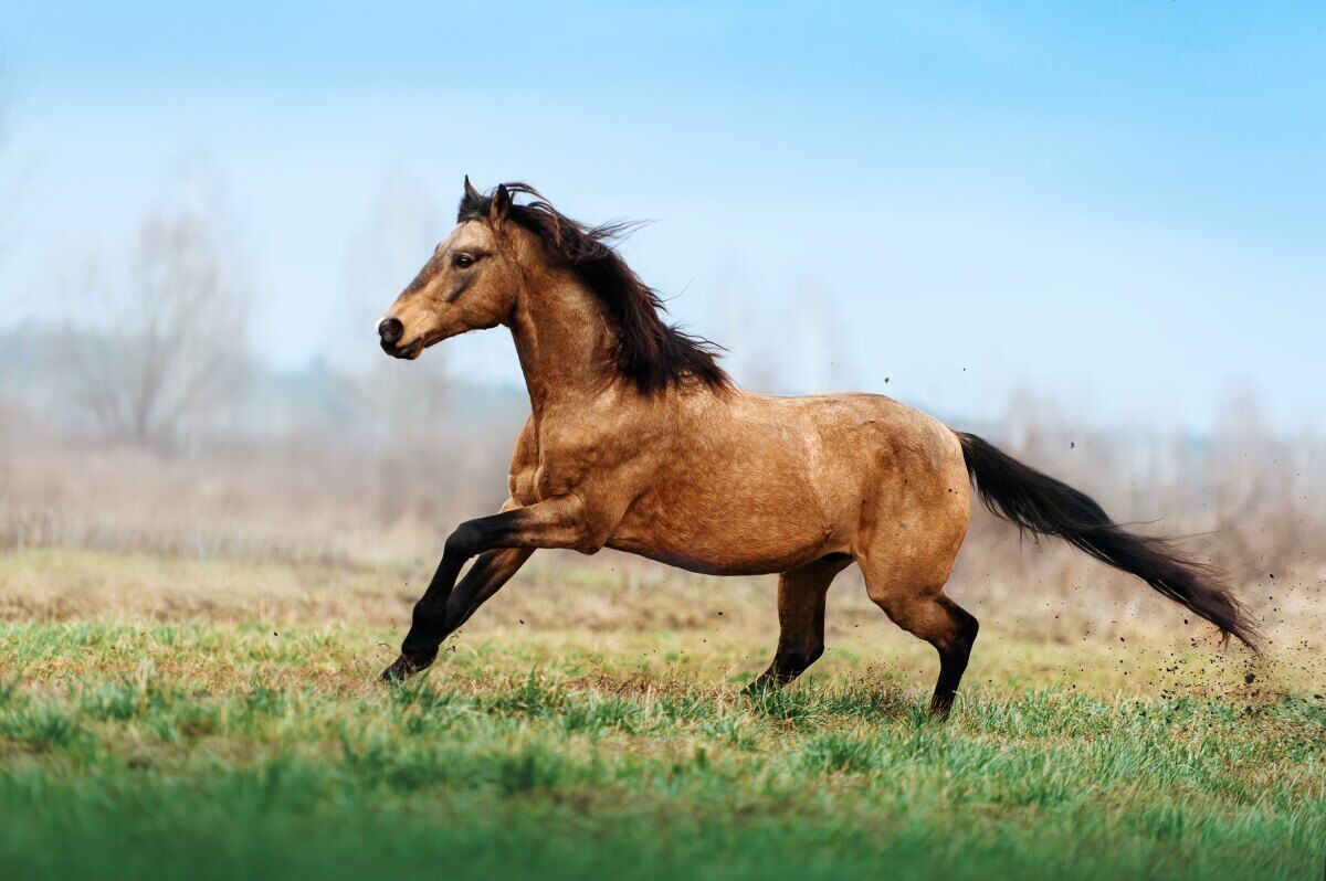 what horse breeds are best suited for trail riding?