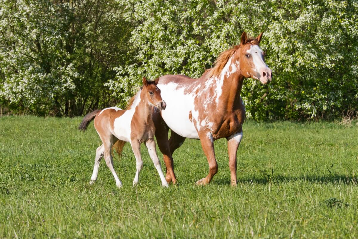 Schematic examples of American Paint horse coat patterns found to be