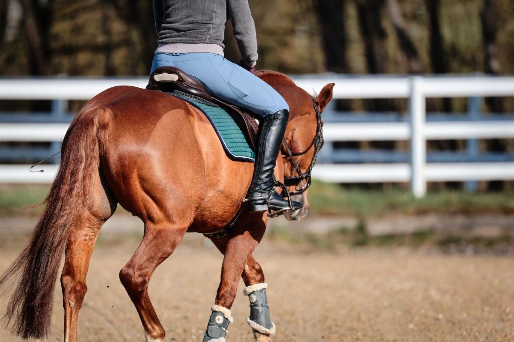 Best Trail Saddle for Quarter Horse: Ultimate Buying Guide ...