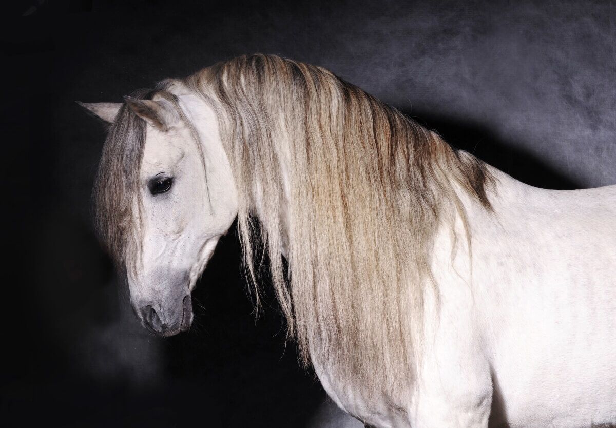 https://cdn-helgl.nitrocdn.com/QlRpylDsQWiQNBMeJhpIfRhgvUzpCzQU/assets/images/optimized/rev-bf17c27/horsenameideas.com/wp-content/uploads/2023/06/Beautiful-Andalusian-horse-clicked-in-a-studio-portrait-mode.jpg