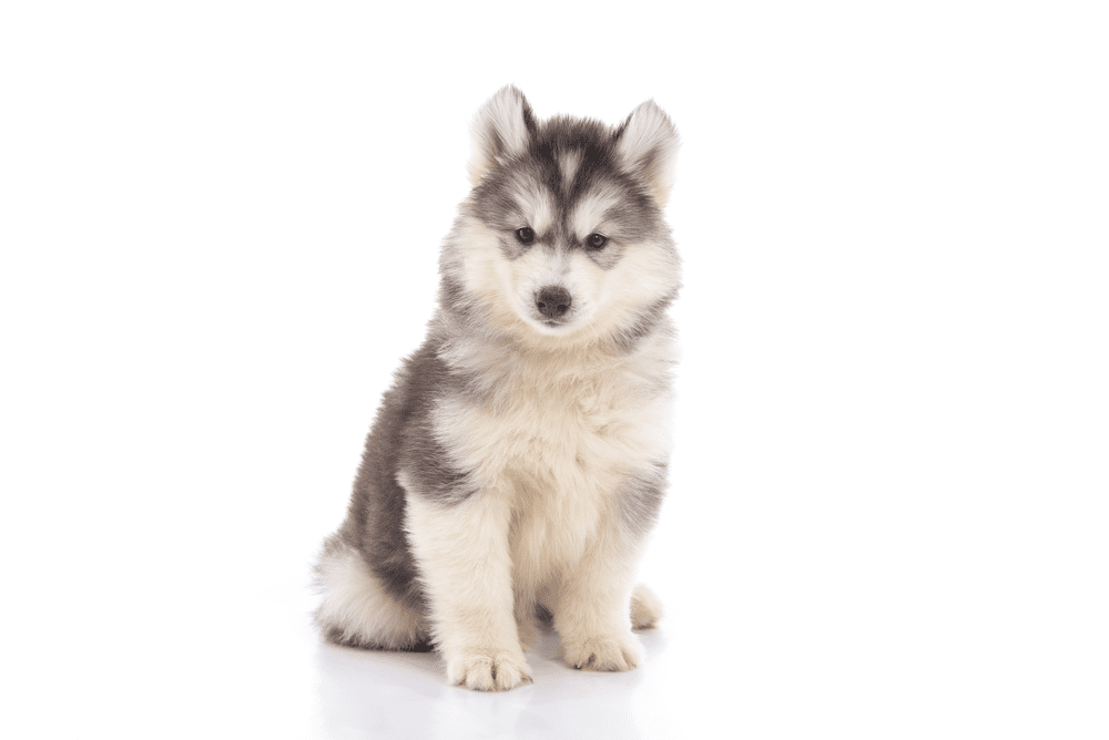 russian-husky-names-horsenameideas