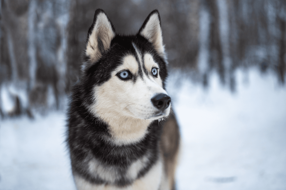 1000+ Husky Names - HorseNameIdeas.com