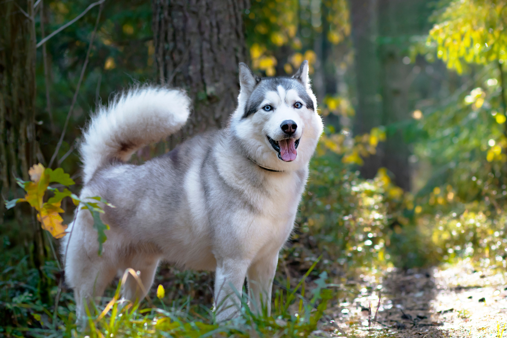 500 Grey Husky Names - HorseNameIdeas.com