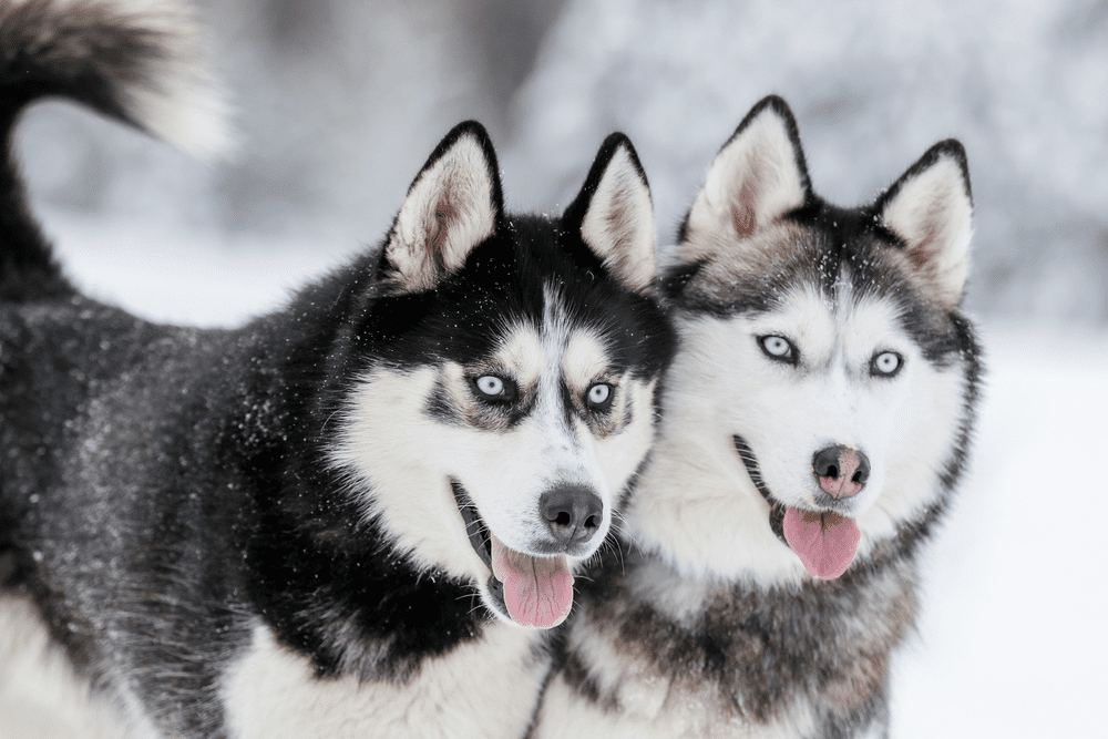 1000+ Husky Names - HorseNameIdeas.com