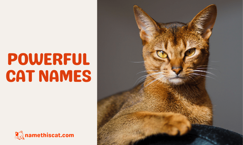 200 Powerful Cat Names HorseNameIdeas 200-powerful-cat-names-horsenameideas