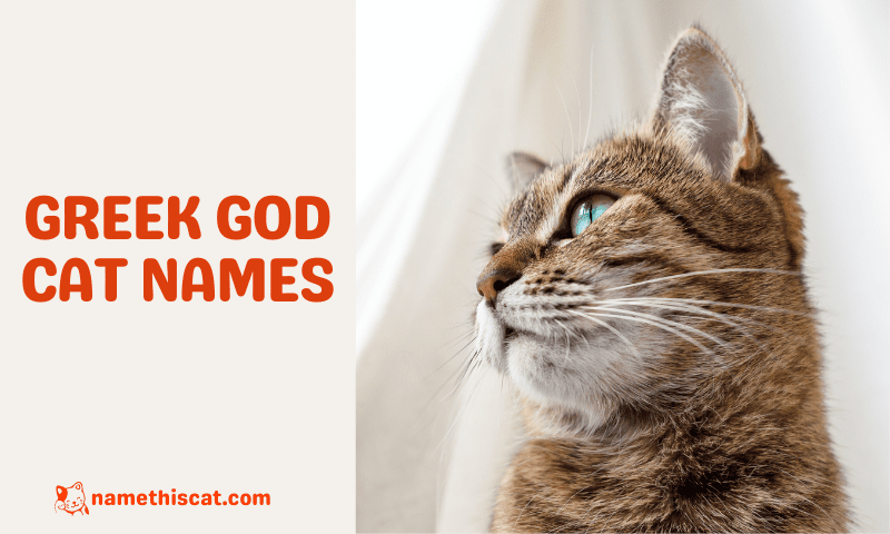 Greek God Cat Names Complete List A To Z HorseNameIdeas greek-god-cat-names-complete-list-a-to-z-horsenameideas