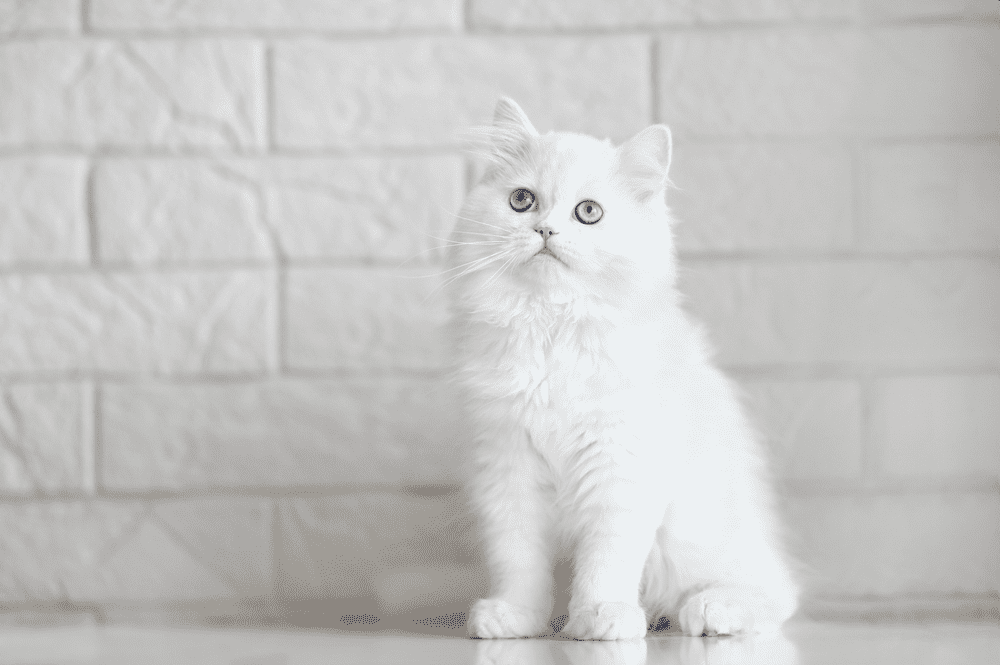 white-cat-names-for-your-new-feline-friend-horsenameideas