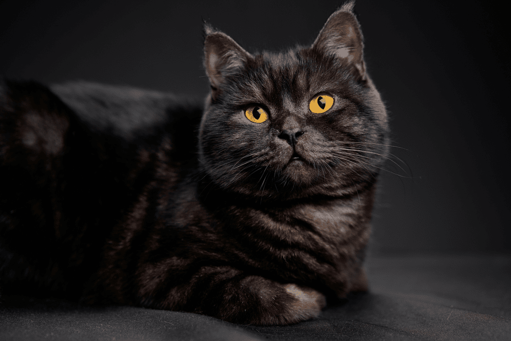 500 Black Cat Names for Your Spooky New Kitty - HorseNameIdeas.com