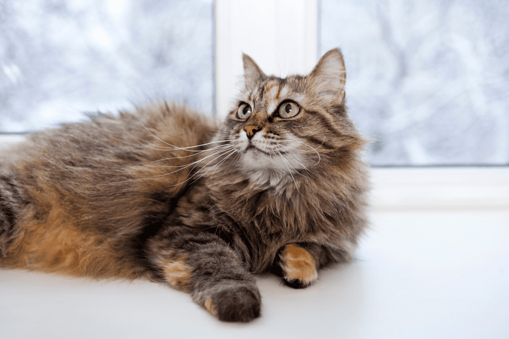 200-korean-cat-names-for-any-male-or-female-kitten-horsenameideas