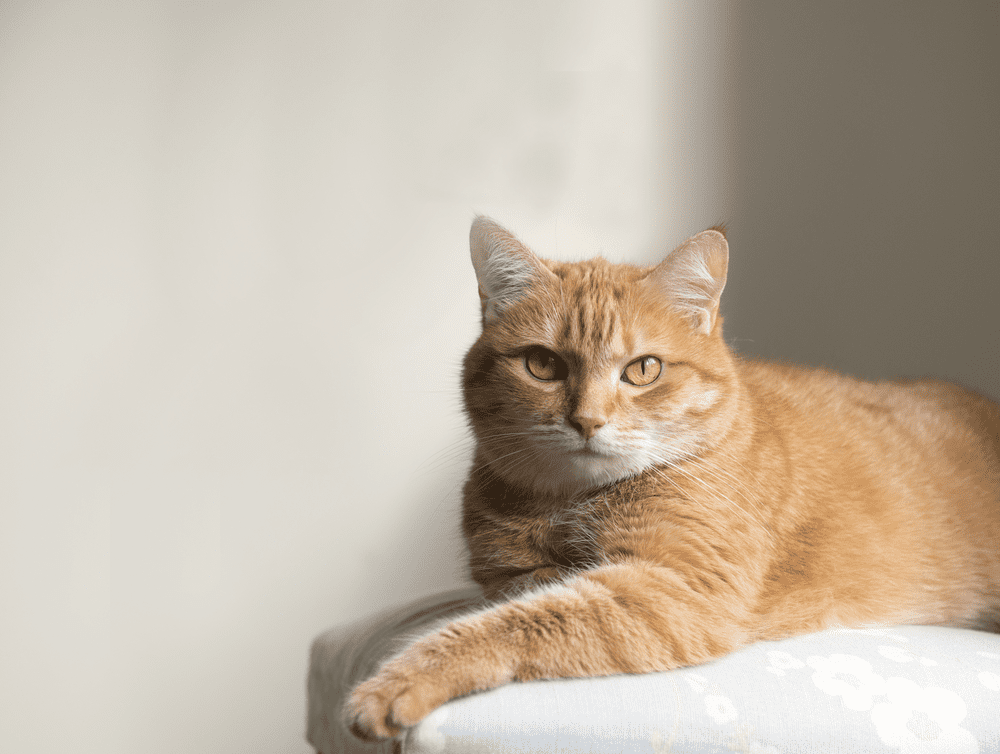 200-korean-cat-names-for-any-male-or-female-kitten-horsenameideas
